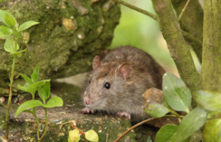 Without poison bait: drive away rats: How to make...