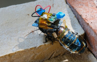 Remote-controlled cockroaches: Researchers in Japan...