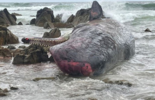 Animals: 14 dead sperm whales washed ashore near Tasmania
