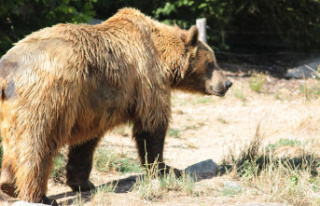 Spain: After fight against male animal: female bear...