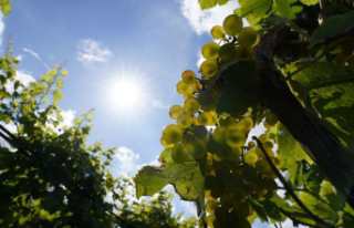 Agricultural: Winegrowers are harvesting more wine...