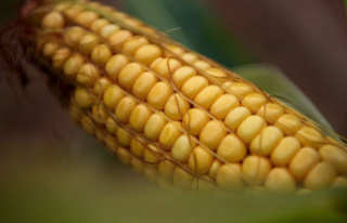 Agricultural: Drought affects corn in Lower Saxony:...