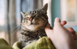 Study: Those who are not familiar with cats are apparently...