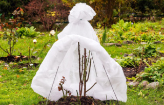Cold season: Make the garden winter-proof: This is...