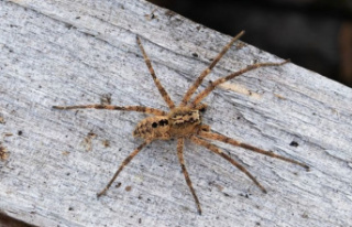 Invasive species: Nosferatu spider is spreading in...