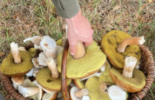 Nature: Mushrooms on the menu again - full baskets...