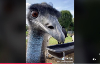 Social media star: Sick of bird flu: TikTok Emu Emmanuel...