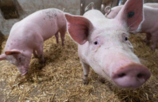 Survey: Majority accepts higher meat prices for more...
