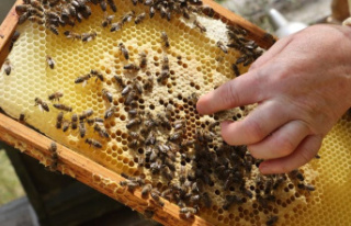 Beekeeping: Germany's beekeepers have harvested...