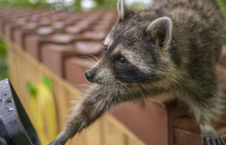 Hunting report: tens of thousands of raccoons shot...