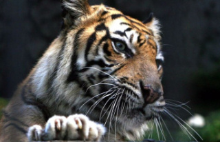 Big cat: Indonesia: man fights tiger