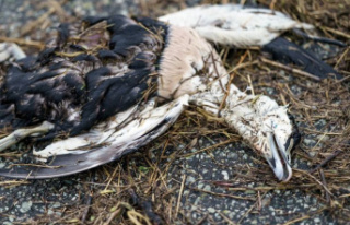 EU figures: Europe is experiencing the worst bird...