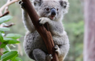 Biodiversity: Koalas and Co. in need: Australia wants...