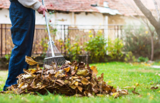 Autumn in the garden: Lawn, leaves and beds: Gardeners...