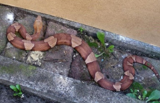 Animals: Poisonous snake between glass containers