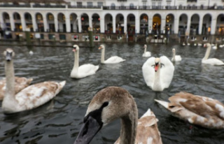 Animals: Alster swans move into their winter quarters