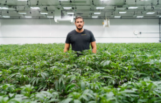 Legalization: "This will be the largest cannabis...