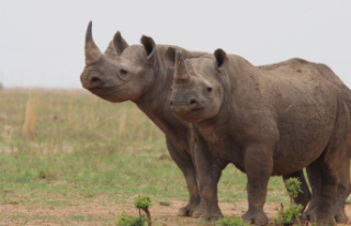 Resolution: Species Conference: No trade in rhino...