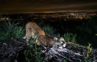 USA: Puma kills Chihuahua on leash in Hollywood Hills
