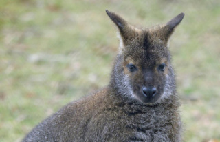 Tierpark Luckenwalde: Fox kills all kangaroos - Tierpark...