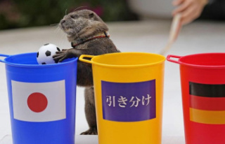 World Cup 2022: Japanese celebrate cute Otter after...