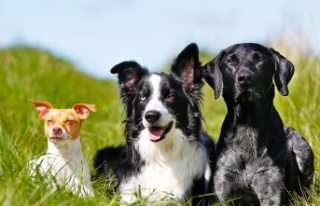 Quiz: Quiz for animal lovers: Can you tell all dog...