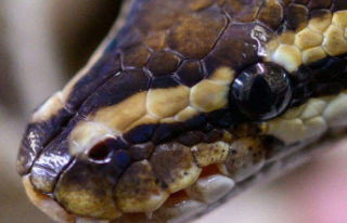 Animal attack: Australia: Python drags five-year-old...