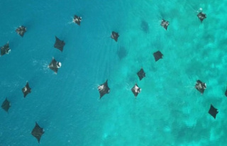 Study: Reef manta rays feel at home in the island...
