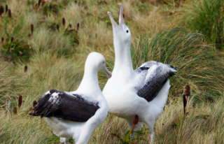 New Zealand: Rare albatross eggs have suddenly disappeared...