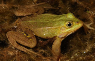 Biodiversity: The rare edible frog is the amphibian...