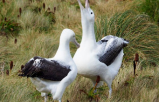Nature conservation: Rare albatross eggs in New Zealand...