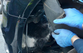 Unusual rescue: fire brigade frees cat from car -...