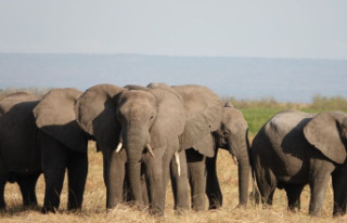 Biodiversity: Elephants and hippos in focus at World...