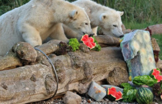 Animals: polar bear twins celebrate first birthday...