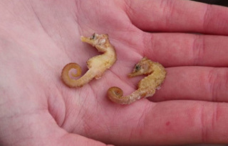 Environment: More seahorses discovered in the Wadden...