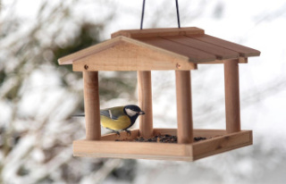 Feeding station: A bird house to hang up: You should...