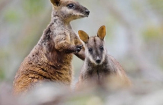 Australia: Rare brush-tailed rock kangaroos discovered