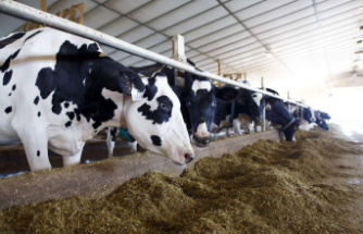Milk: Washington threatens Canada with trade retaliation