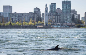 Montreal has lost its two whales