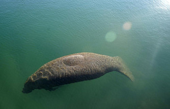 Florida wildlife officials claim that manatee food is being grown