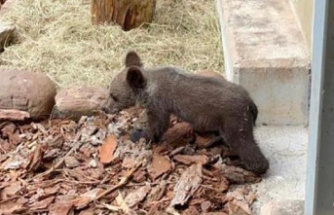 Transferred to Cantabria and already in good health the cub rescued a month ago in León
