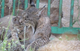 Two female lynxes, mother and daughter, raise their two litters of six puppies together in a haystack in Ciudad Real