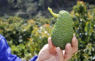 Health alert for some Peruvian avocados marketed in Spain