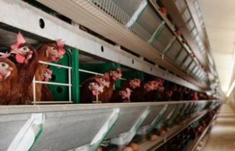 The poultry meat employer rules out the shortage of chicken after the summer
