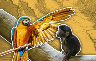 California Gold Rush: Monkeys and Parrots Get Caught up in the California Gold Rush