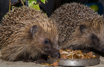 Animal diet: Which foods are suitable as hedgehog food - and which are not?
