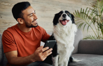 A matter of practice: four-legged friends at home alone: ​​why a dog camera can be useful