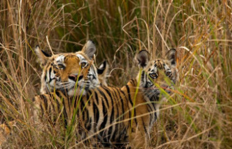 Biodiversity: There are more tigers again - but their habitat is disappearing