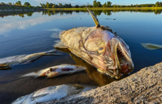 Environmental disaster: where does the saline sewage come from? Report on the death of fish in the Oder leaves questions unanswered