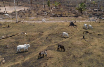 Environment: Heaviest fires in the Amazon region for over ten years